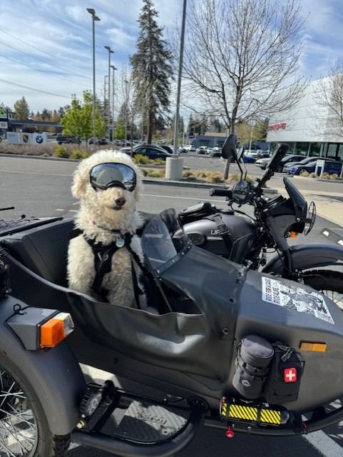 Gnocchi, a curly white dog wearing riding goggles, sitting in the sidecar.